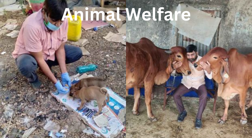 Animal Welfare
